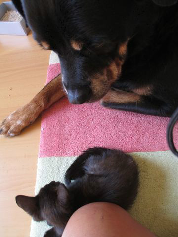 Isto é outro gato mãe.... Margarida e Óscar
