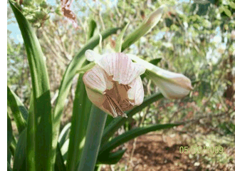 flor_abrindo.gif