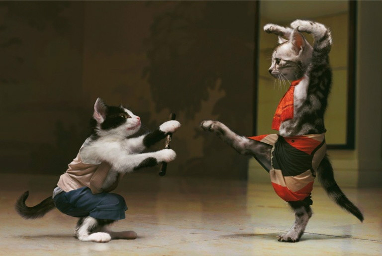 Resultado de imagem para gato disfarçado