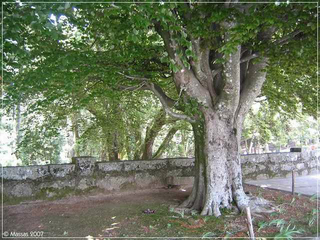 aa