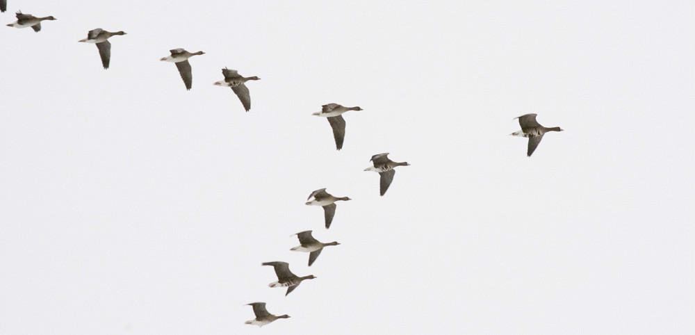 Entenda por que bandos de aves voam em formato de V?