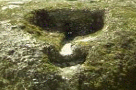 Lagareta