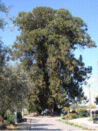 Eucalipto Gigante