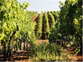 Vinhedos em Rio de Moinhos