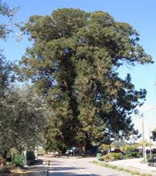Eucalipto gigante