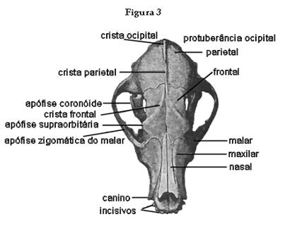 ANATOMIA CANINA - N0ÇÕES BÁSICAS