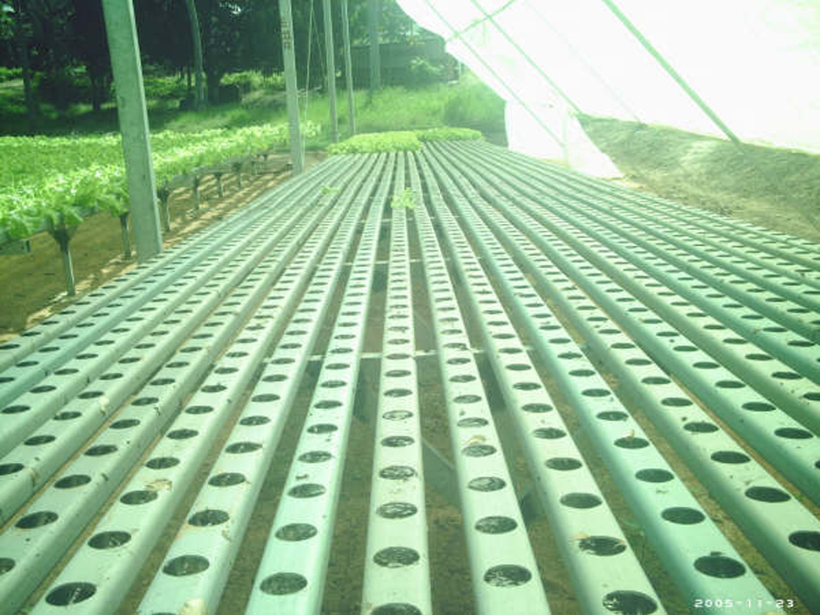 Setor de pré-crescimento após primeira colheita. À esquerda bancadas de crescimento com plantas prontas para colheita