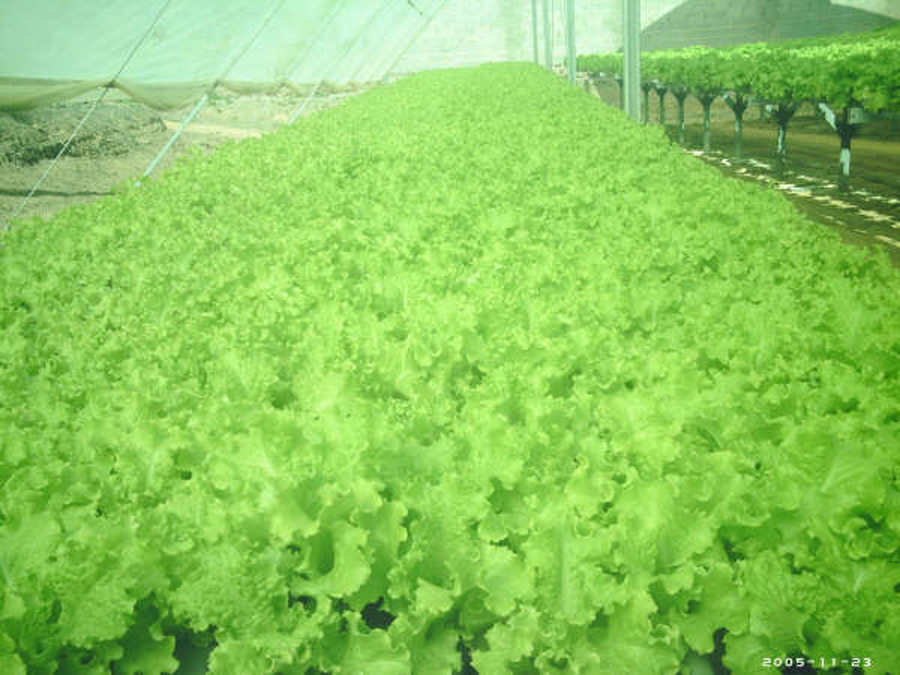 Setor de pré-crescimento pronto primeira colheita. À direita bancadas de crescimento com plantas prontas para colheita