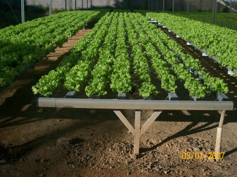 Plantas em crescimento