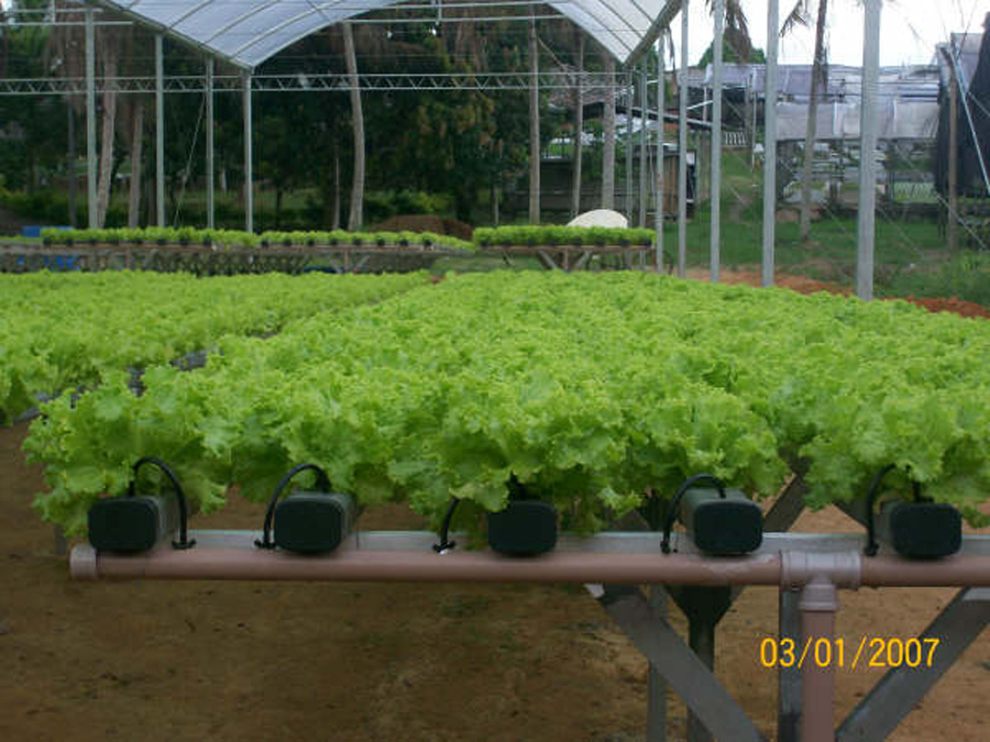 Plantas próximas ao ponto de colheita