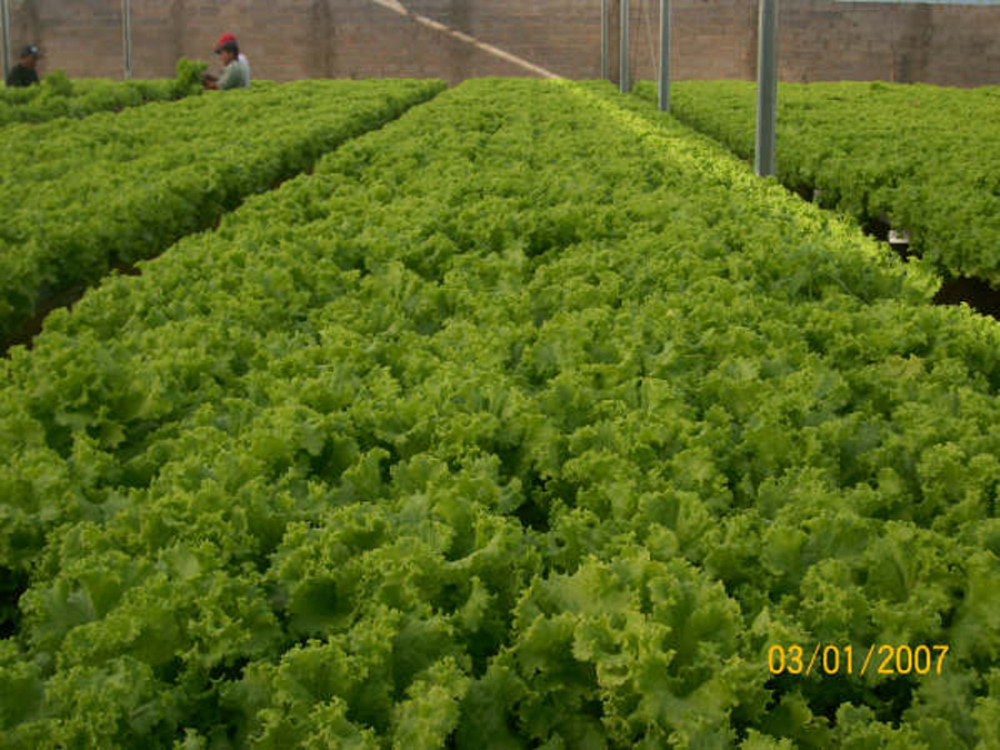 Plantas prontas para colheita