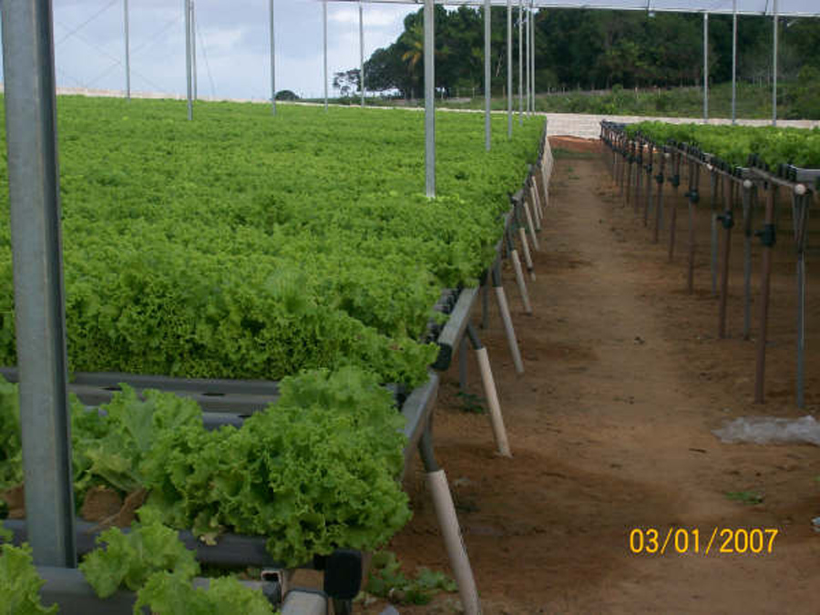Plantas em colheita