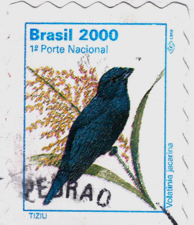 TIZIU_1 Porte Nacional_Brasil 2000_Volatinia Jacarina.jpg