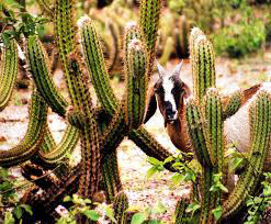 Caatinga