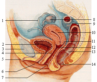 https://images.comunidades.net/enf/enfermagem/female_reproductive_system_lateral_nolabel.png