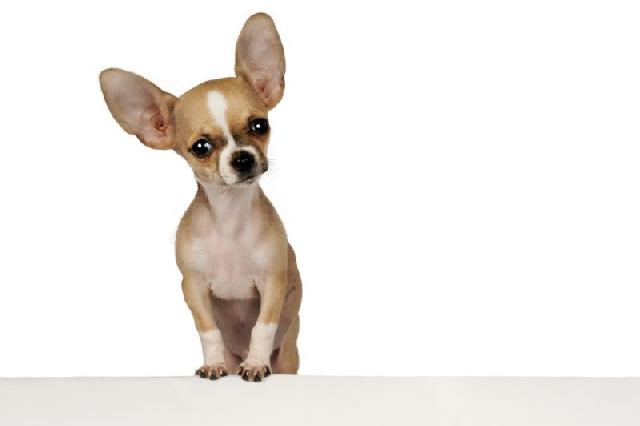 Chihuahua