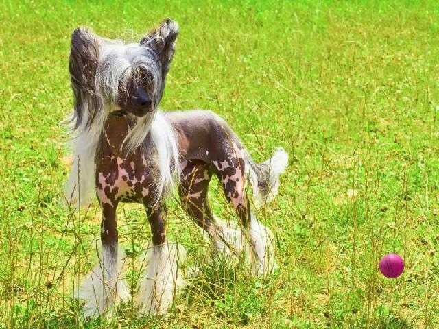 Chinese Crested
