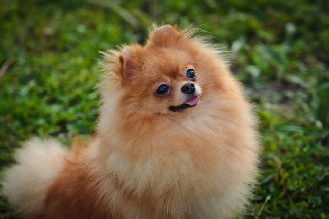 Lulu da Pomerânia (Spitz Alemão)