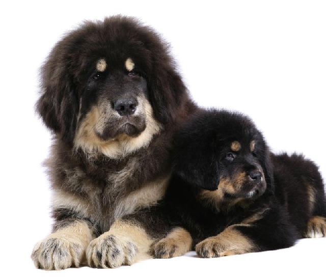 Mastim Tibetano