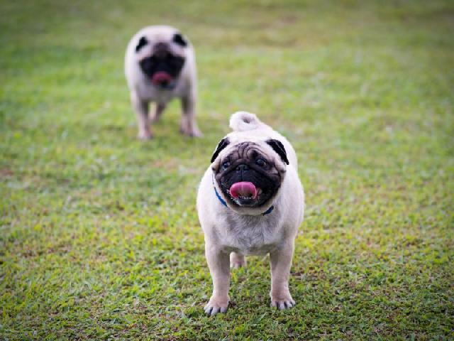 Pug