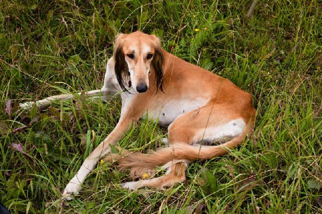 Saluki