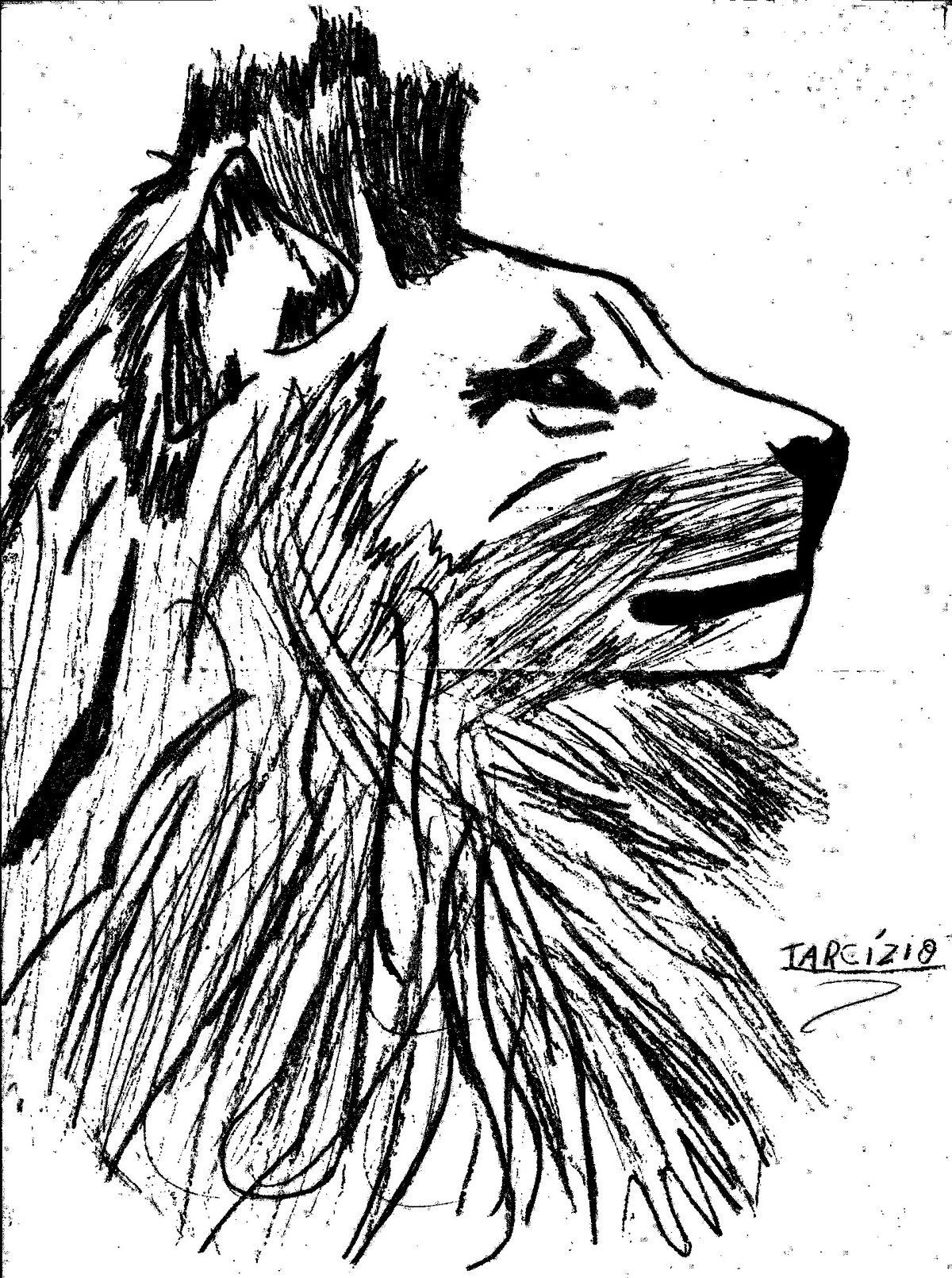 leao para desenhar