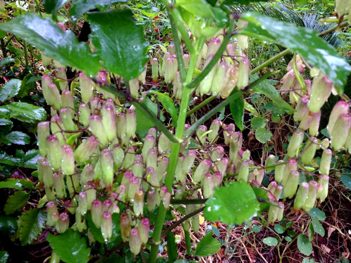 Imagem da flor da planta folha da fortuna
